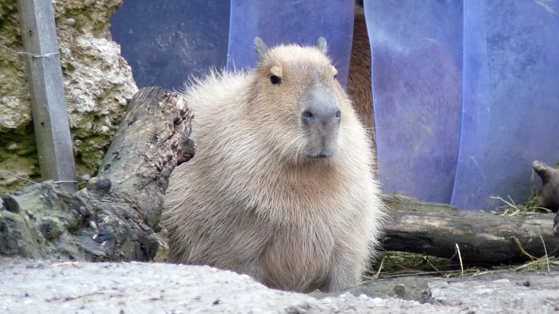 Im Zoo Zürich