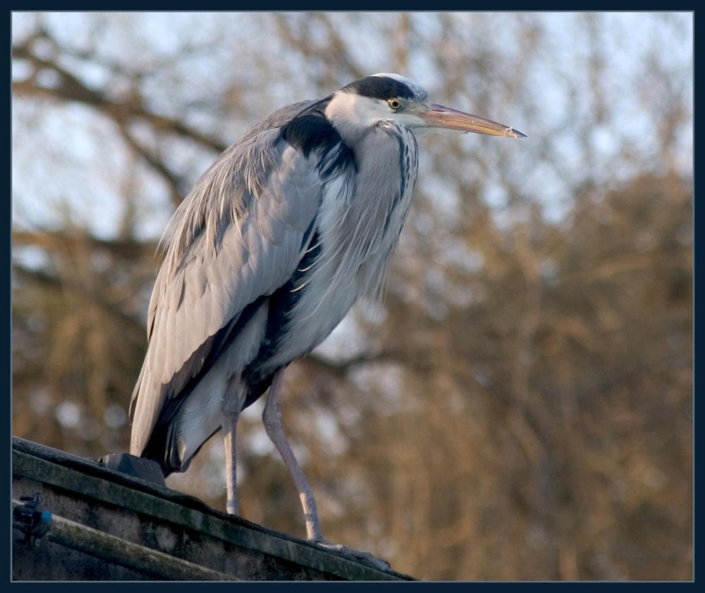 Im Zoo....da sind die Räuber ( 2 )