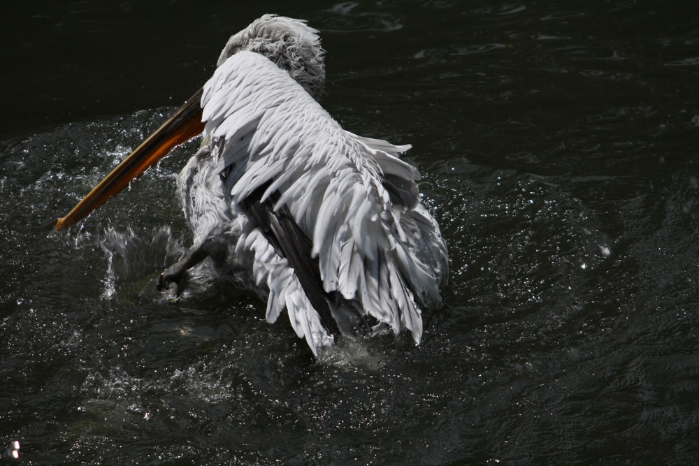 Im Zoologischen Garten Berlin 2