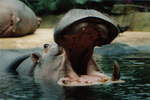 Im Zoologischen Garten Berlin