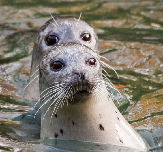 Im Zürich Zoo