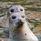 Im Zürich Zoo