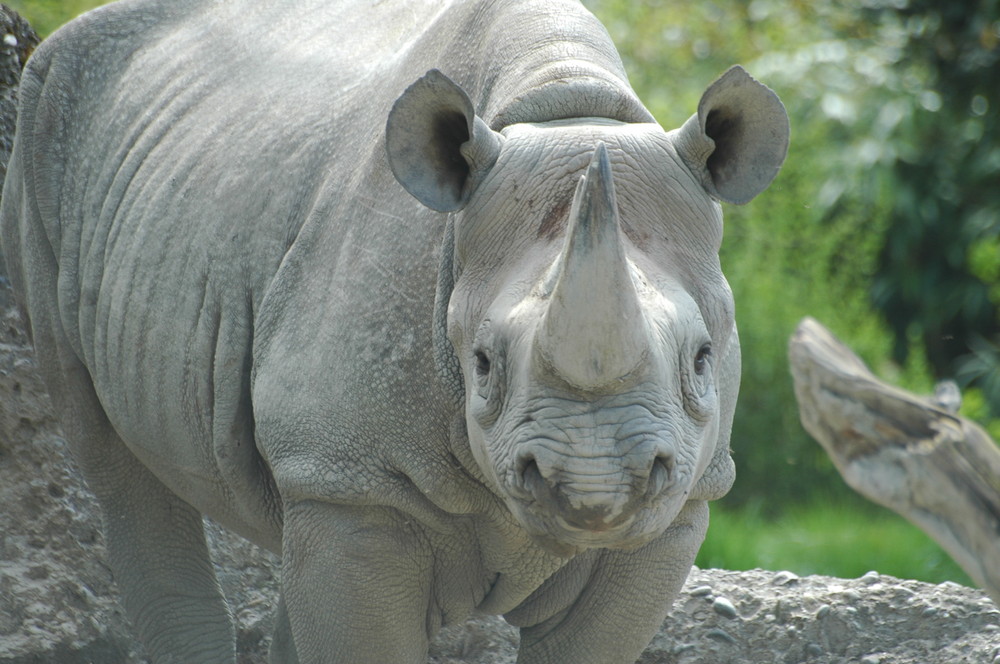 im Zürich Zoo