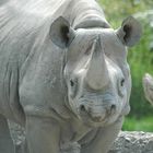 im Zürich Zoo