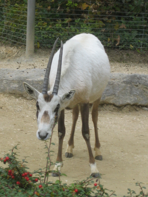 Im zürichzoo