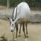 Im zürichzoo