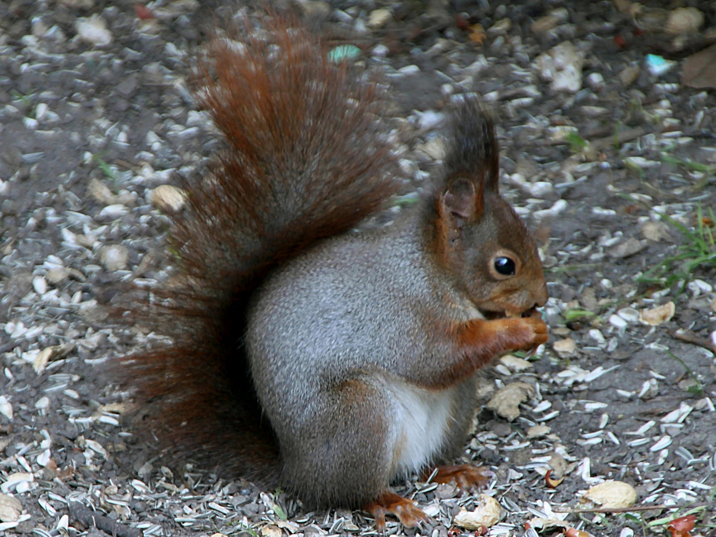 im Zweifel schmeckt auch Vogelfutter