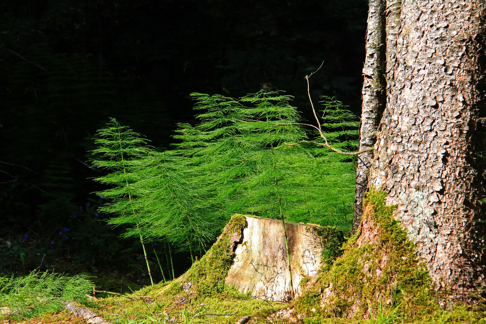 Im Zwergenwald