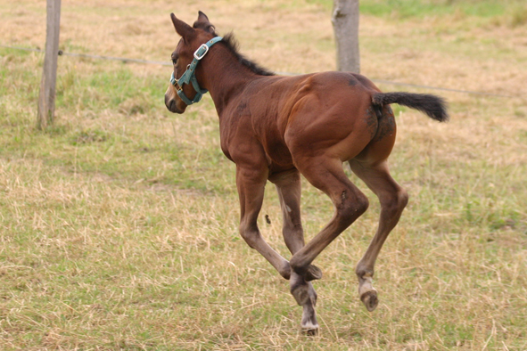 IMA DOUBLESIX ROMANO, Appaloosa Hengstfohlen, 2 Wochen alt.