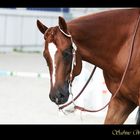 Ima Technical Tressy - Quarter Horse - Aachen Q10