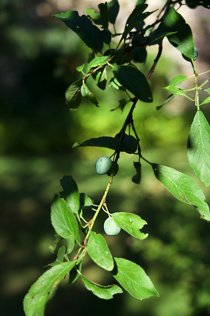 Image 07-07-2019 à 09.55