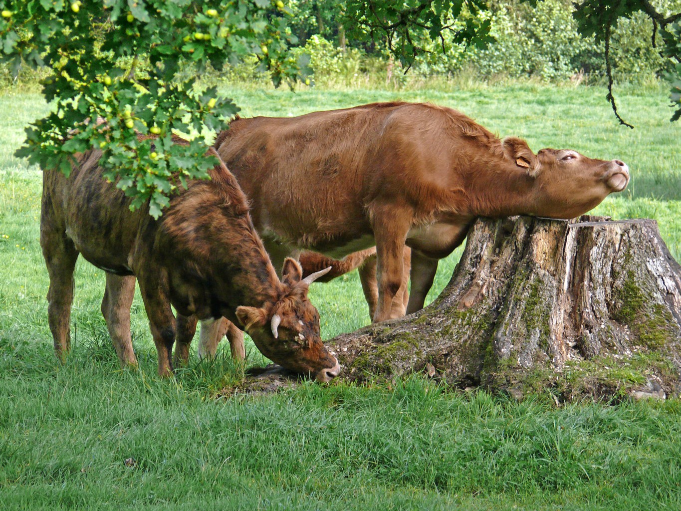 Image du bocage de la Manche