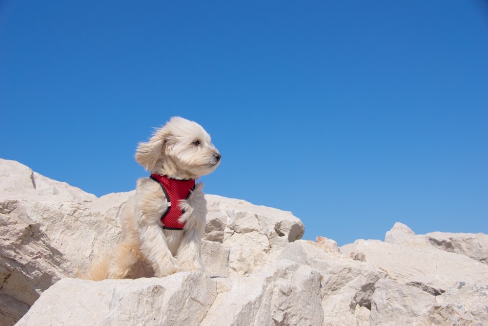 filou hund