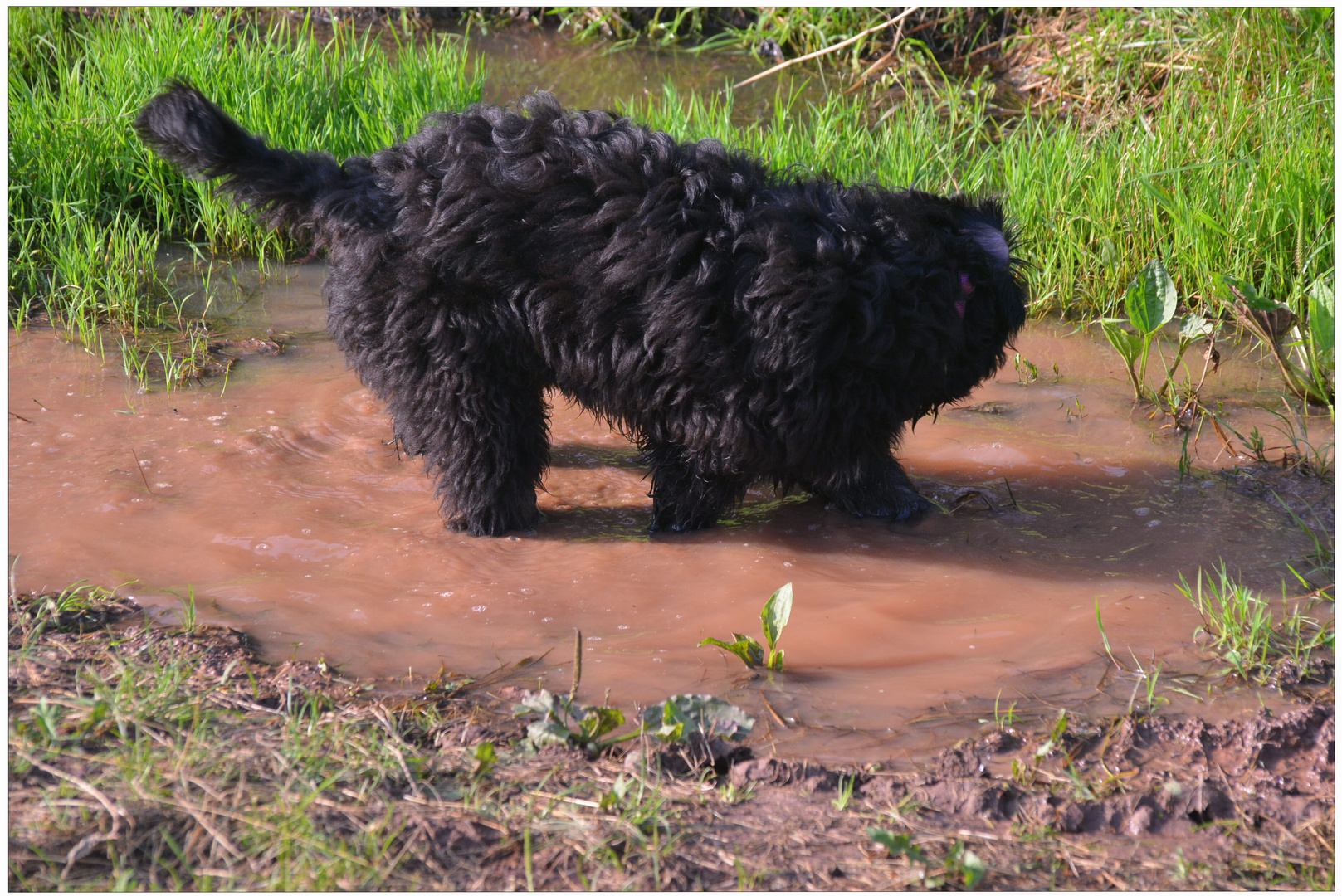 imagen de mi nueva cámara XV - Wicky-Emily está disfrutando en un charco