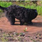 imagen de mi nueva cámara XV - Wicky-Emily está disfrutando en un charco