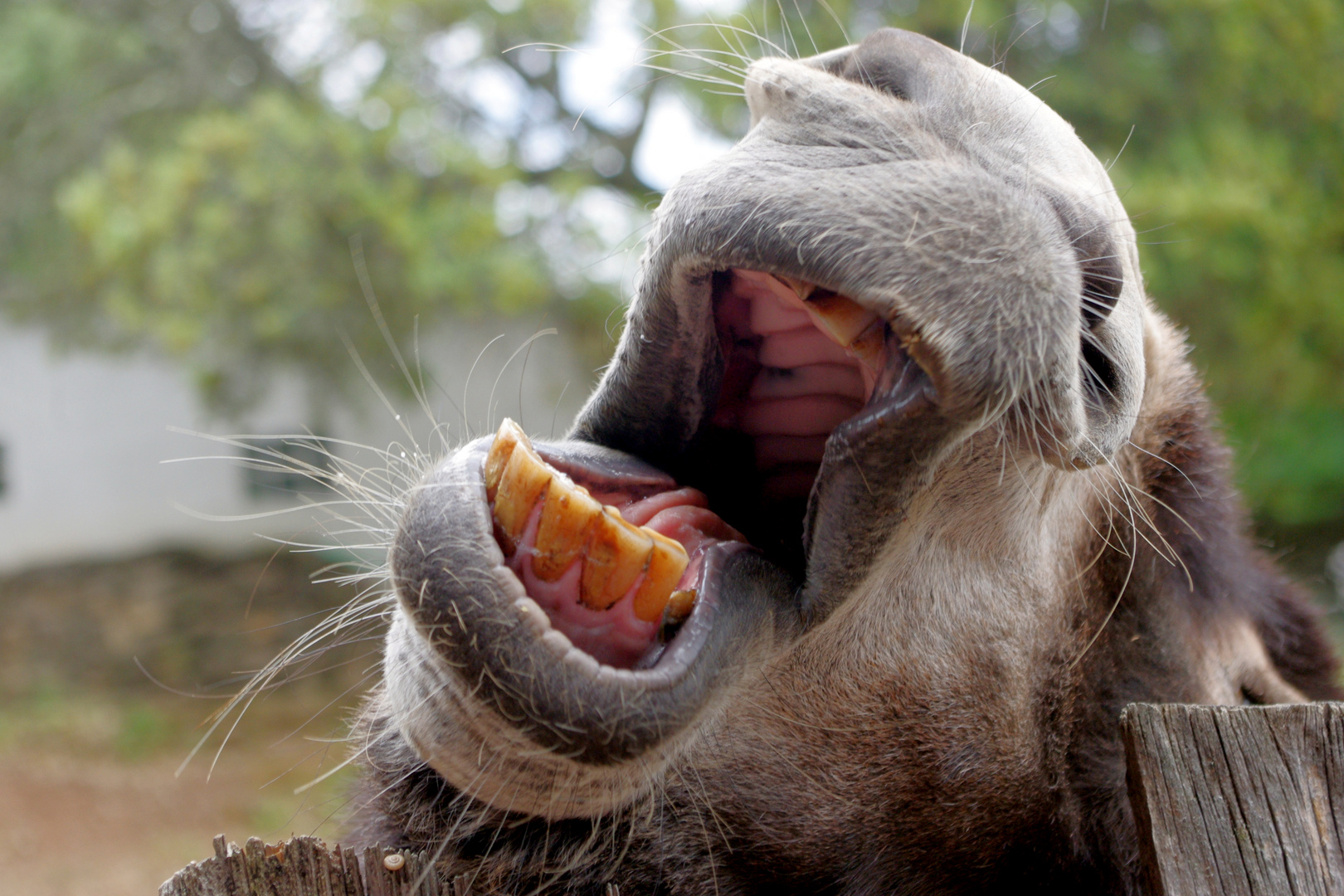 Images Renversees Reaction De Mon Ane Photo Et Image Humour Scenes Ane Images Fotocommunity