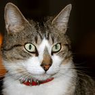 User Profile Photo
