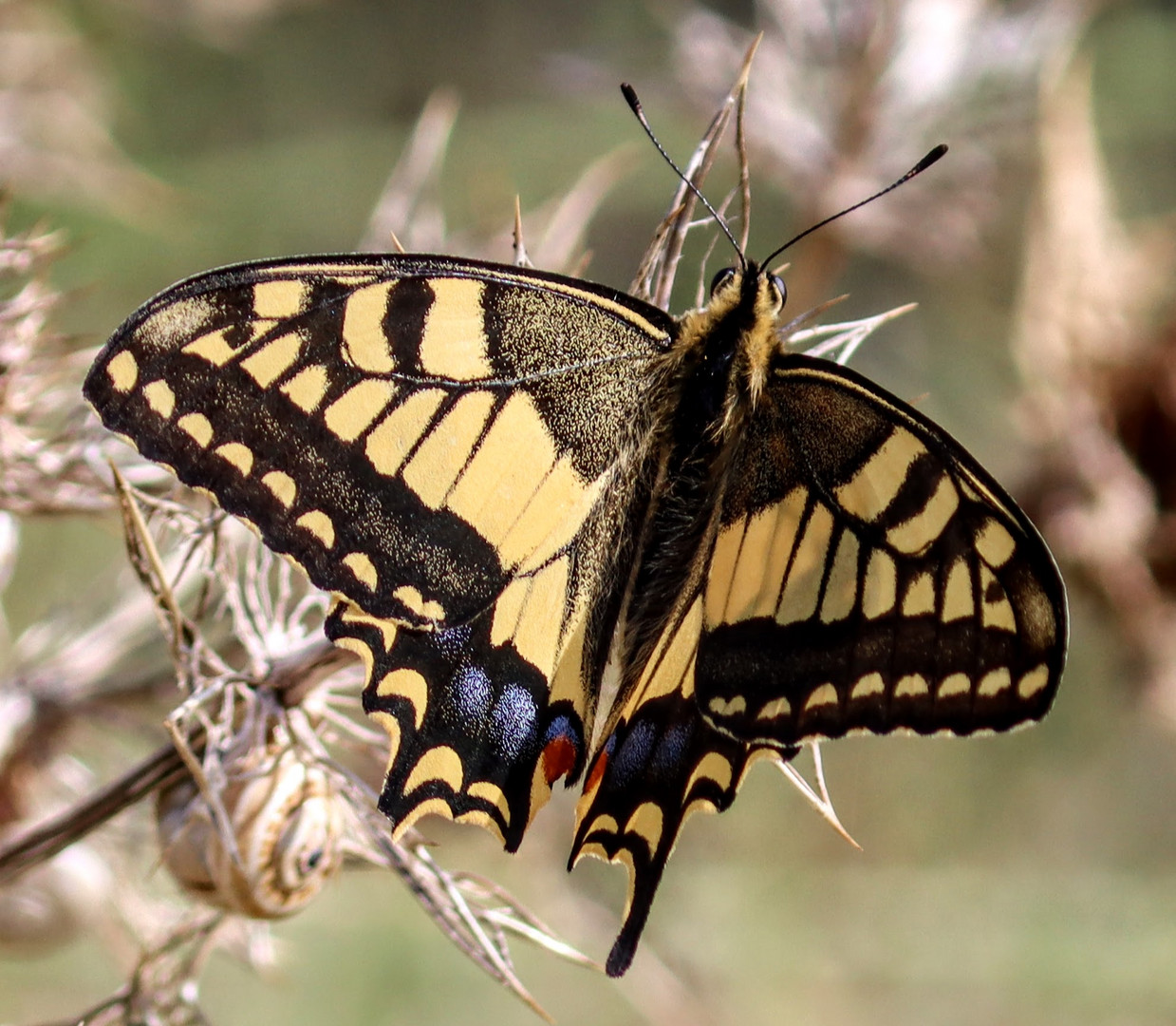 imageSchmetterling Normandie