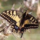 imageSchmetterling Normandie