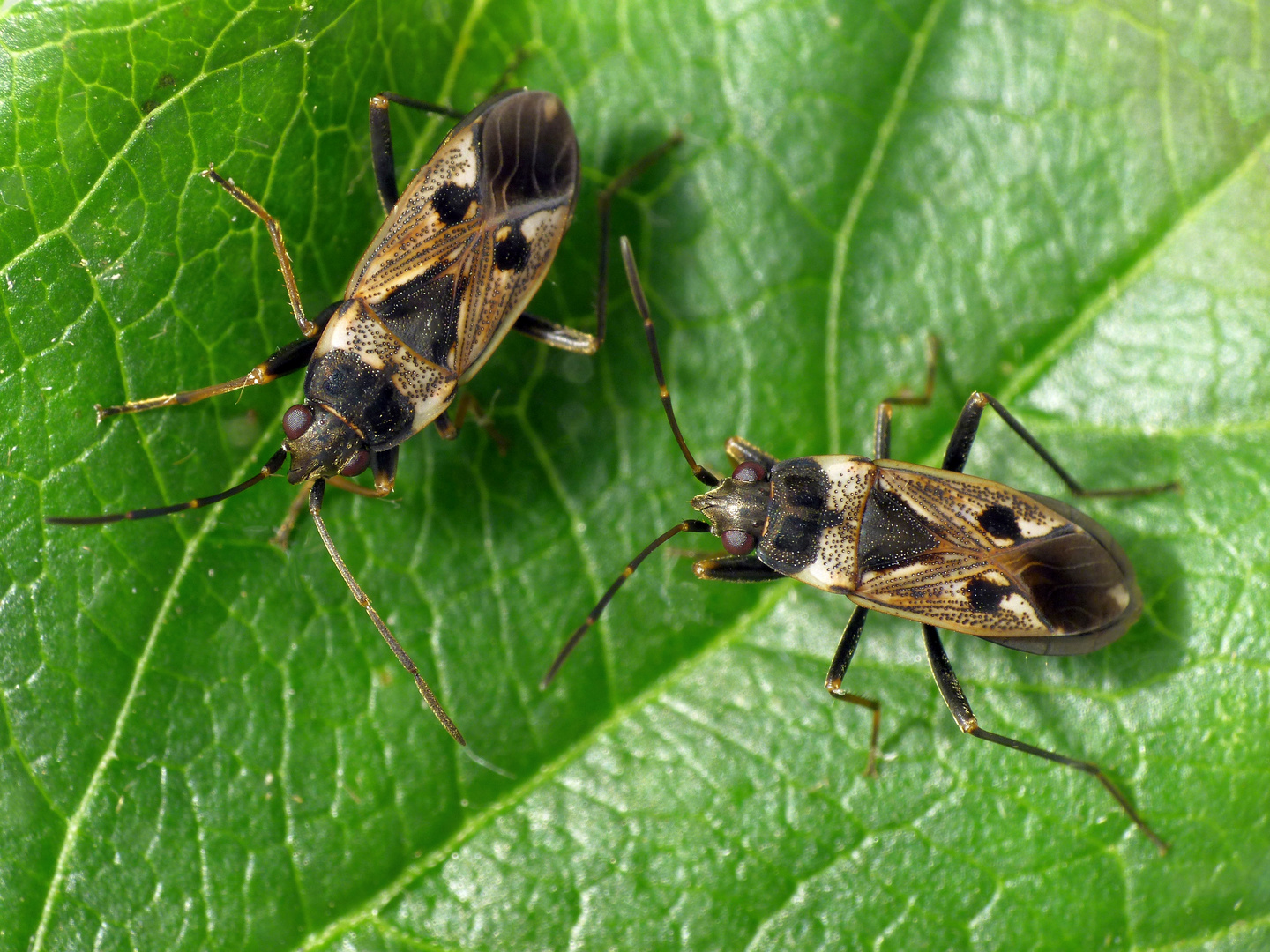 Imagines der Gemeinen Bodenwanze (Rhyparochromus vulgaris)