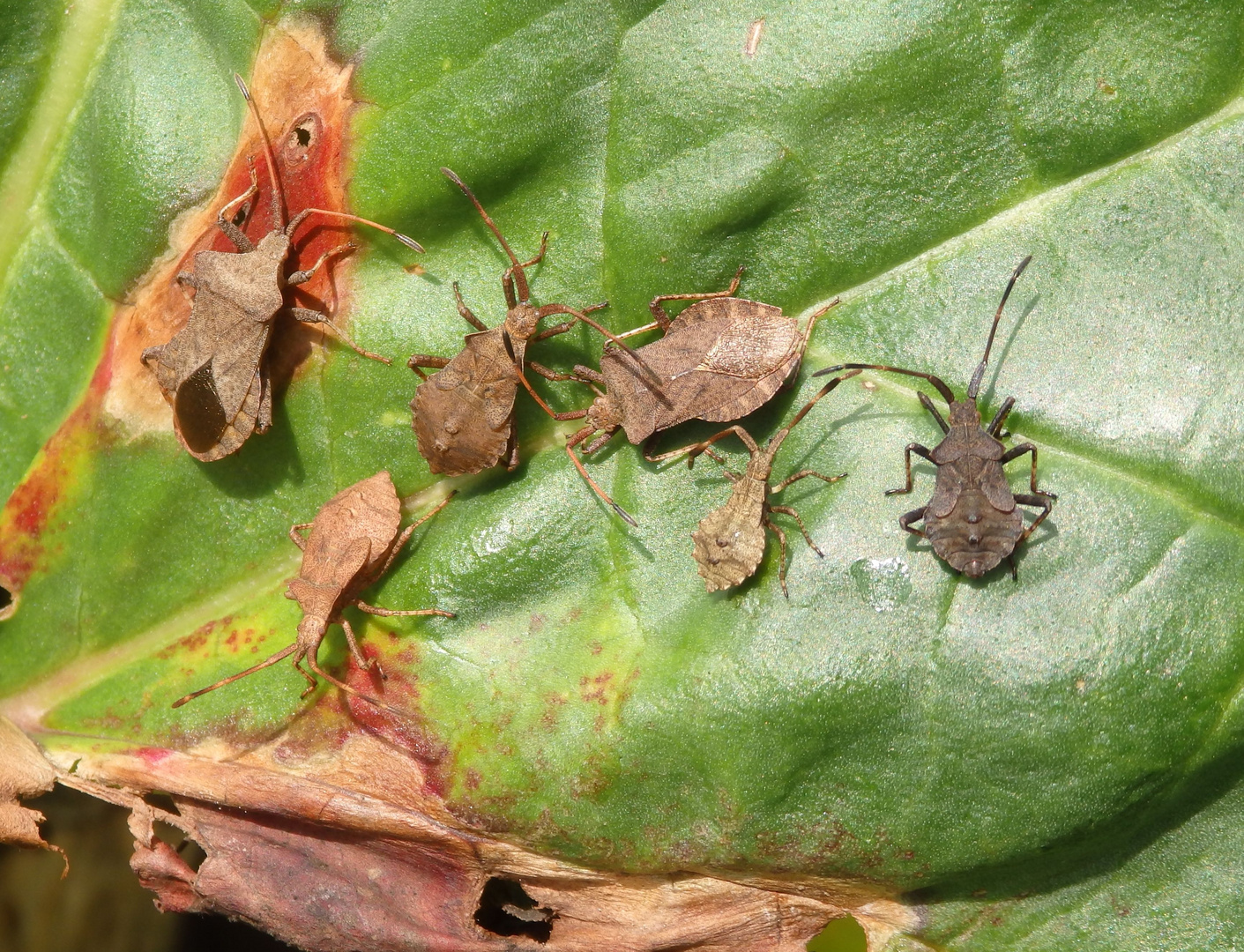 Imagines und zwei Larvenstadien der Lederwanze (Coreus marginatus)