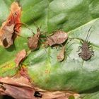 Imagines und zwei Larvenstadien der Lederwanze (Coreus marginatus)