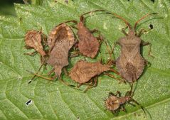Imagines und zwei Larvenstadien der Lederwanze (Coreus marginatus)