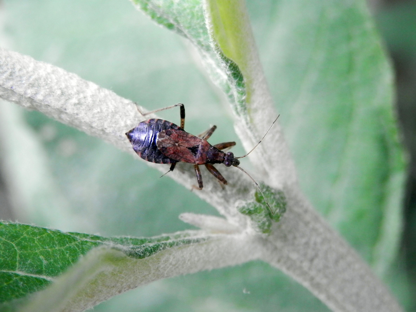 Imago der Ameisen-Sichelwanze (Himacerus mirmicoides)