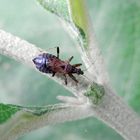 Imago der Ameisen-Sichelwanze (Himacerus mirmicoides)