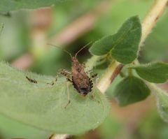 Imago der Ameisen-Sichelwanze (Himacerus mirmicoides)