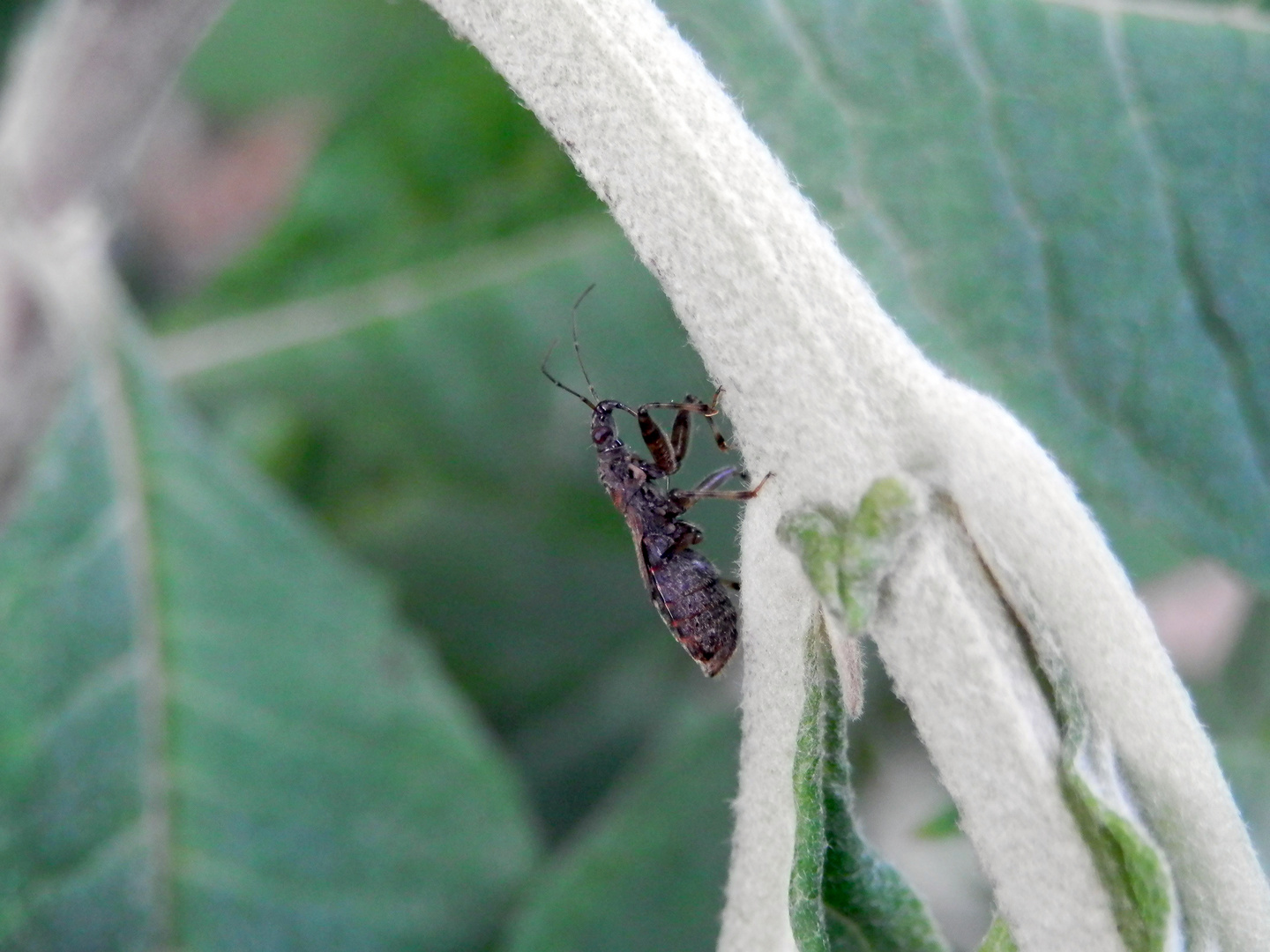 Imago der Ameisen-Sichelwanze (Himacerus mirmicoides)