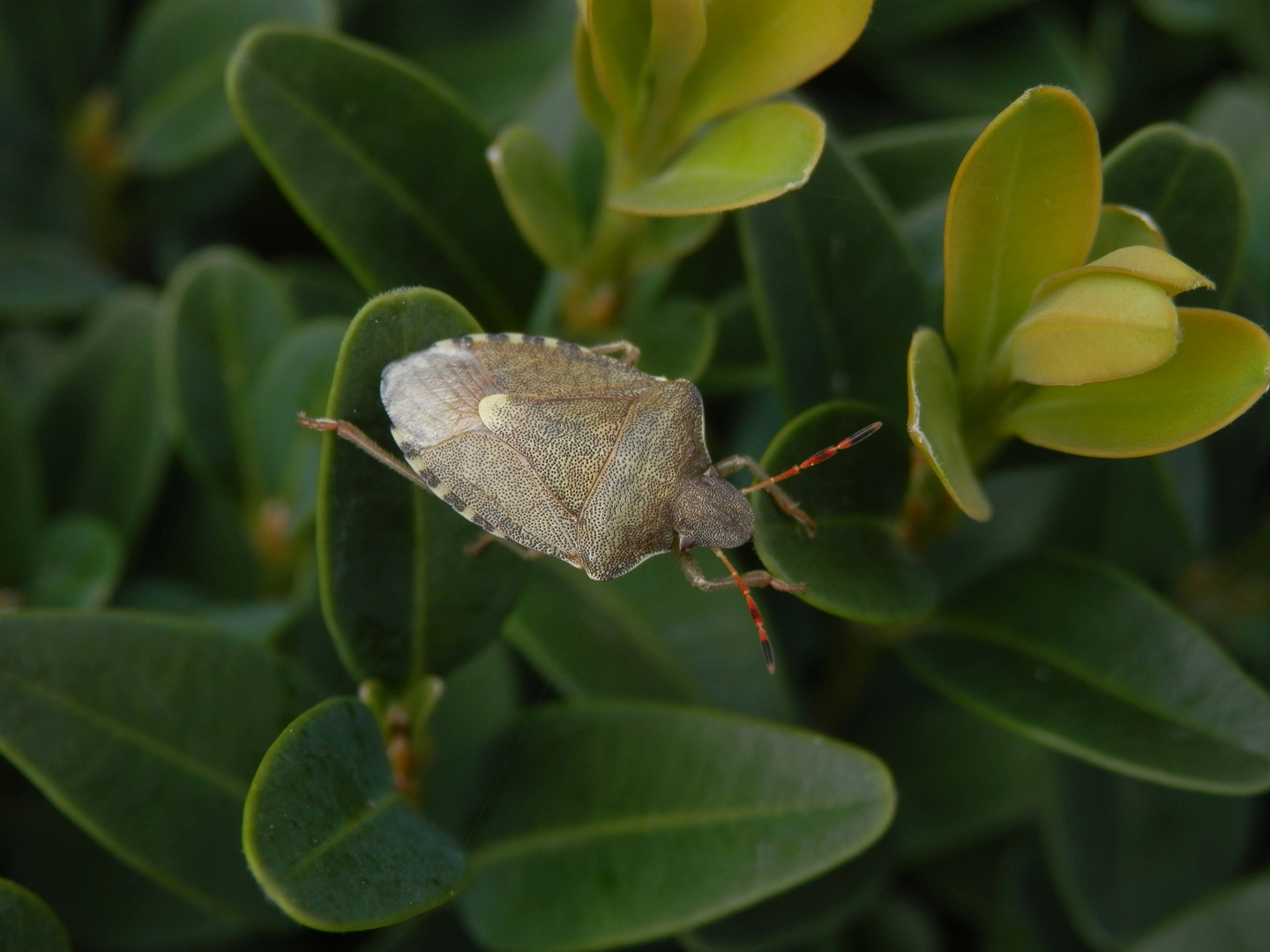 Imago der Baumwanze Peribalus strictus