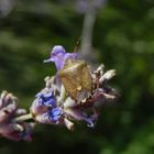 Imago der Baumwanze Peribalus strictus auf Lavendel