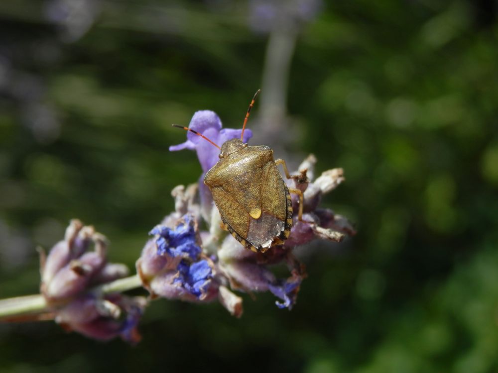 Imago der Baumwanze Peribalus strictus auf Lavendel