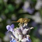 Imago der Baumwanze Peribalus strictus auf Lavendel