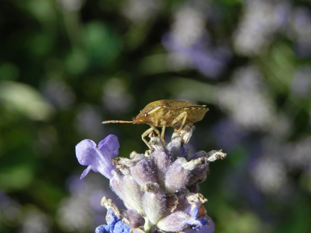 Imago der Baumwanze Peribalus strictus auf Lavendel