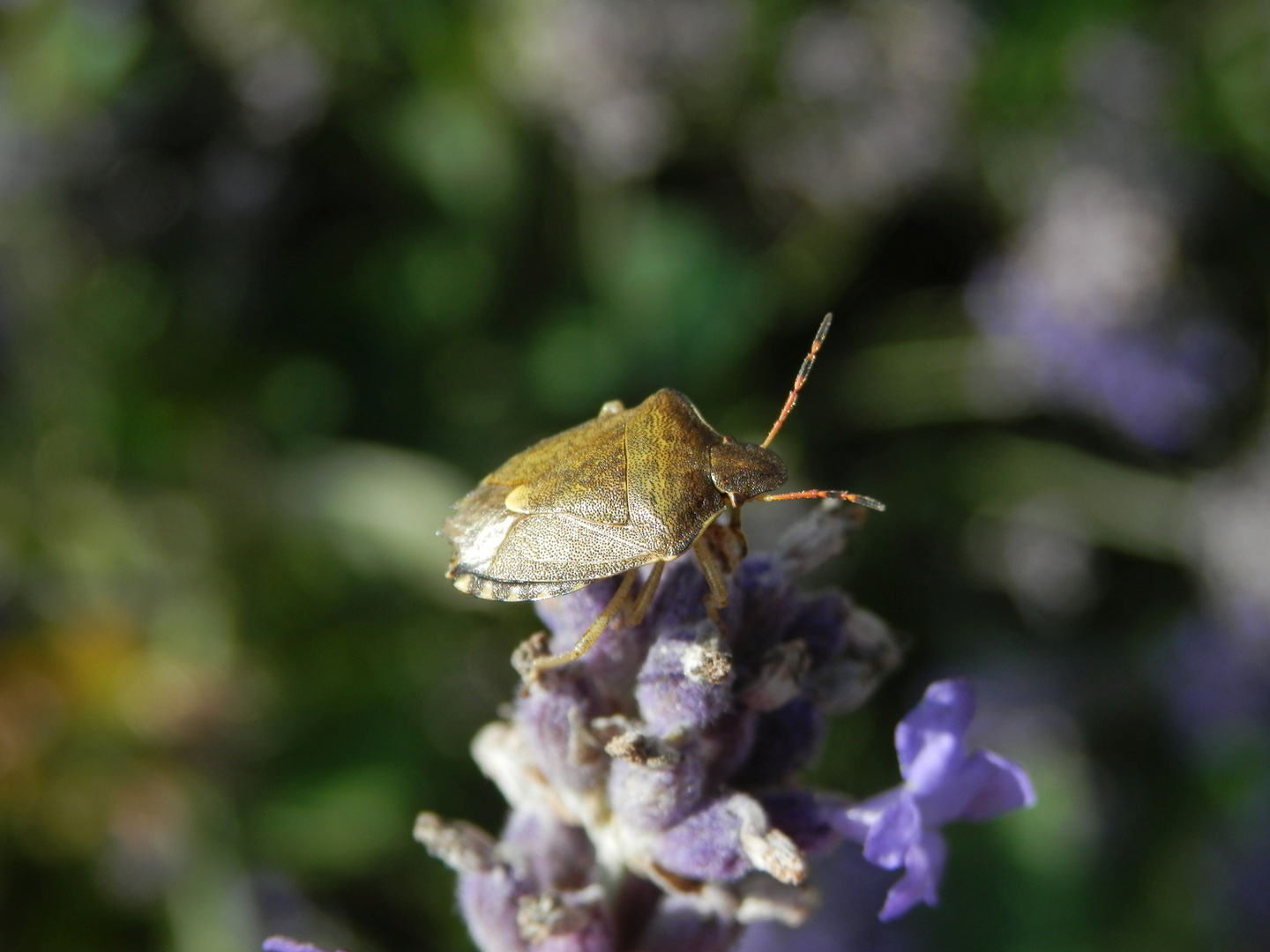 Imago der Baumwanze Peribalus strictus auf Lavendel