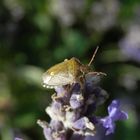 Imago der Baumwanze Peribalus strictus auf Lavendel