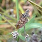 Imago der Beerenwanze (Dolycoris baccarum) auf verblühtem Lavendel