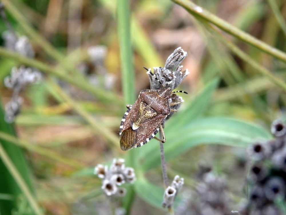 Imago der Beerenwanze (Dolycoris baccarum) auf verblühtem Lavendel