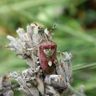 Imago der Beerenwanze (Dolycoris baccarum) auf verblühtem Lavendel