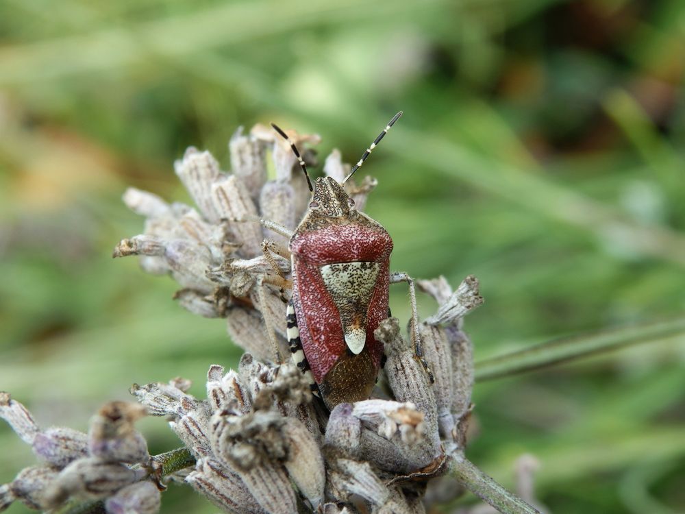 Imago der Beerenwanze (Dolycoris baccarum) auf verblühtem Lavendel