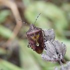 Imago der Beerenwanze (Dolycoris baccarum) auf verblühtem Lavendel