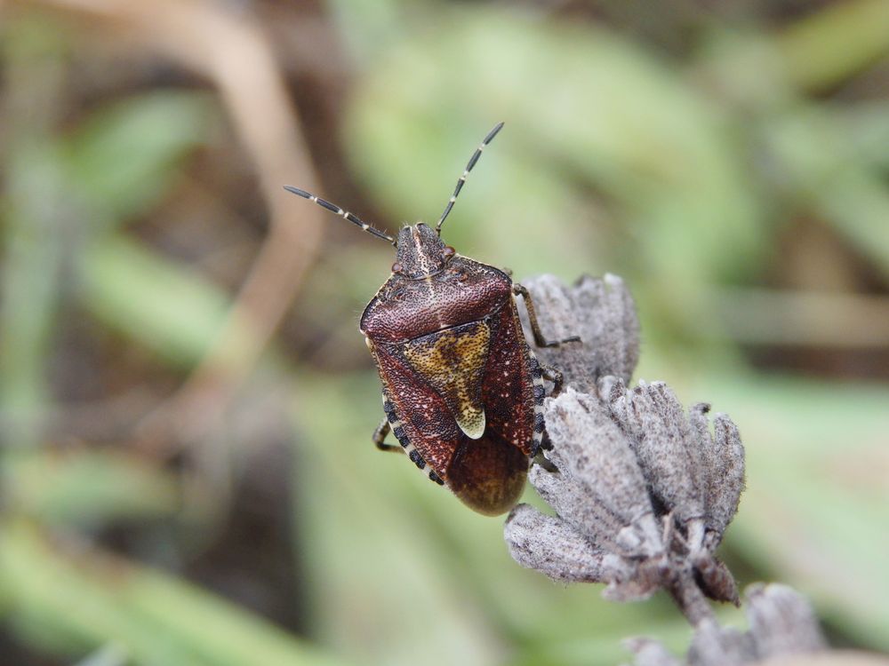 Imago der Beerenwanze (Dolycoris baccarum) auf verblühtem Lavendel