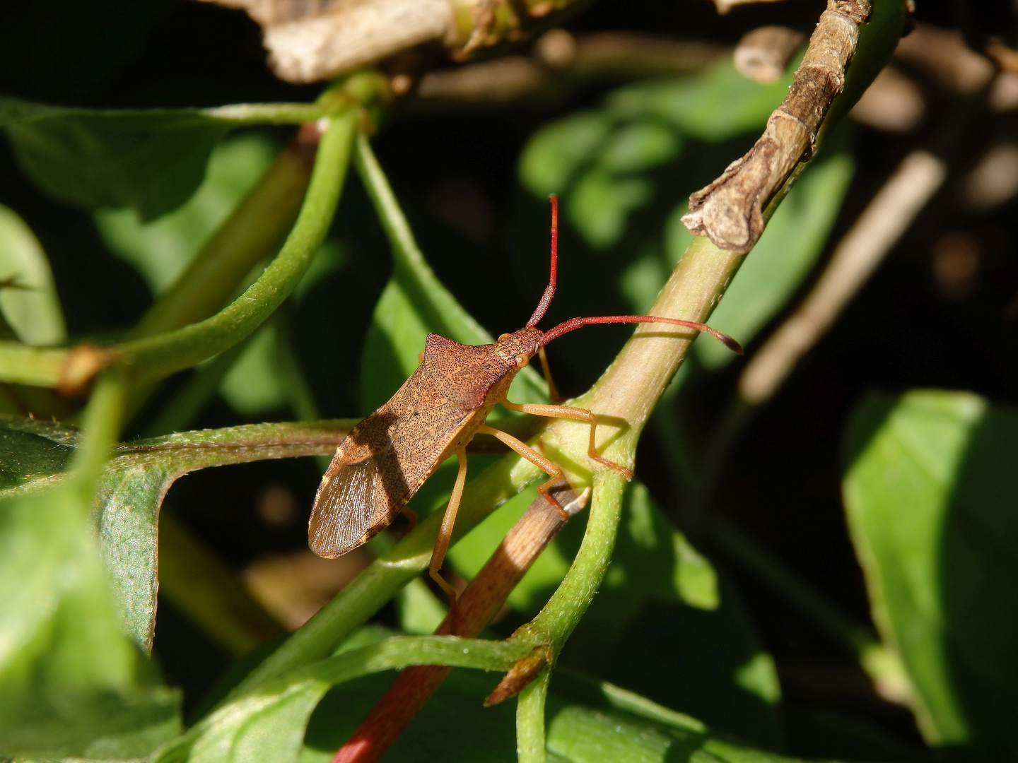 Imago der Braunen Randwanze (Gonocerus acuteangulatus)