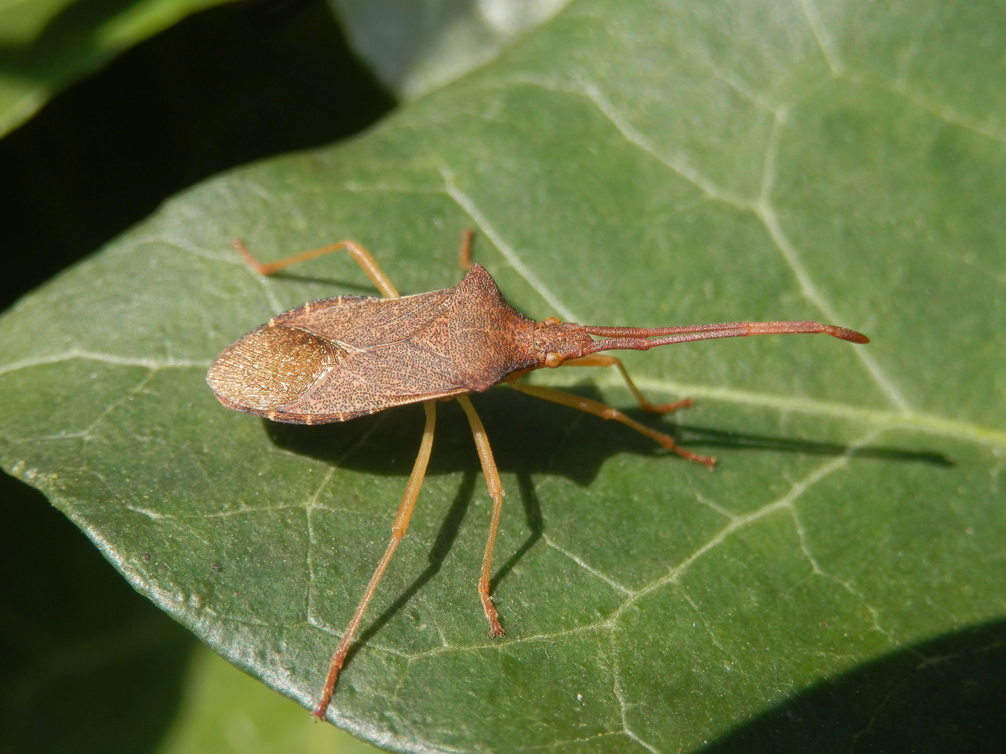 Imago der Braunen Randwanze (Gonocerus acuteangulatus) auf Efeu