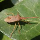 Imago der Braunen Randwanze (Gonocerus acuteangulatus) auf Efeu