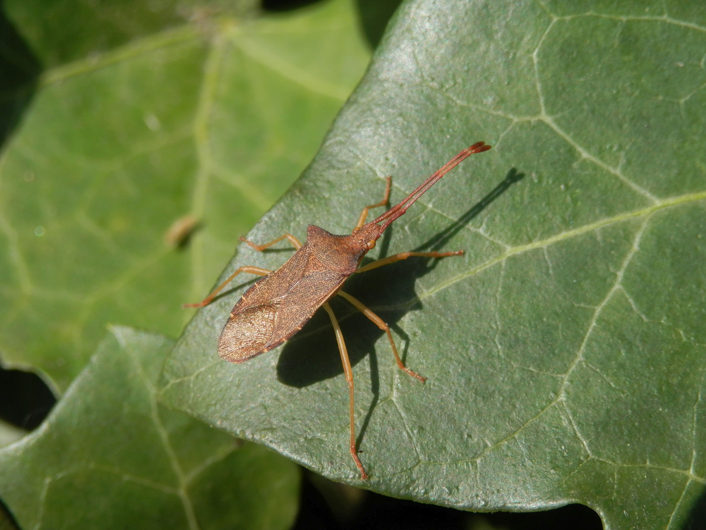 Imago der Braunen Randwanze (Gonocerus acuteangulatus) auf Efeu