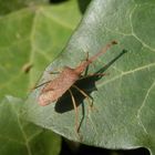 Imago der Braunen Randwanze (Gonocerus acuteangulatus) auf Efeu