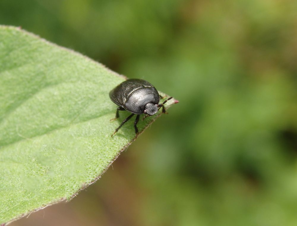 Imago der Erdwanze Sehirus luctuosus